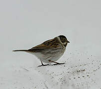 Common Reed Bunting