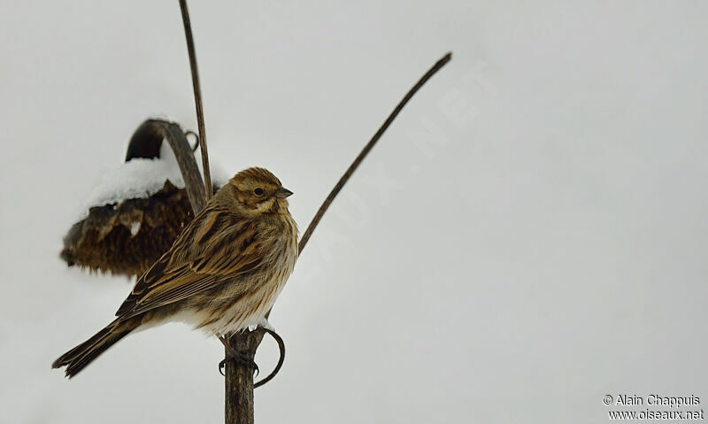 Common Reed Buntingadult post breeding, identification, Behaviour