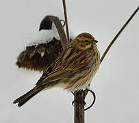 Common Reed Bunting