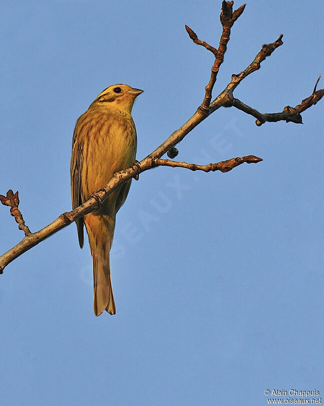 Bruant jaune mâle adulte, identification, Comportement