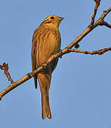 Yellowhammer