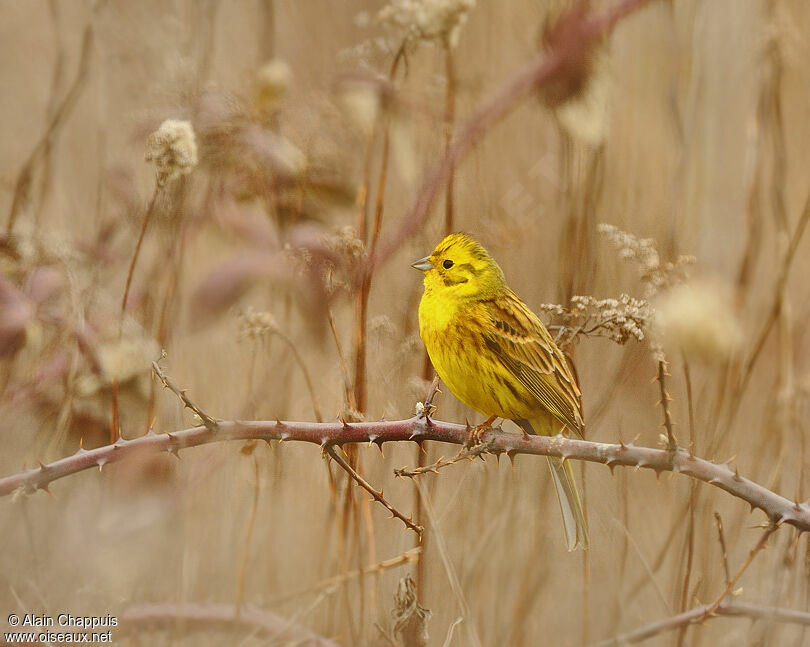 Bruant jaune mâle adulte, identification, Comportement