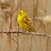 Yellowhammer