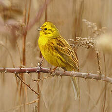 Bruant jaune