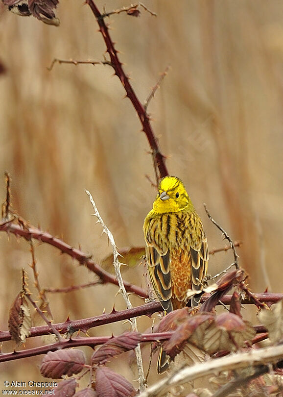 Yellowhammer male adult, identification, Behaviour