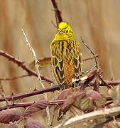 Bruant jaune