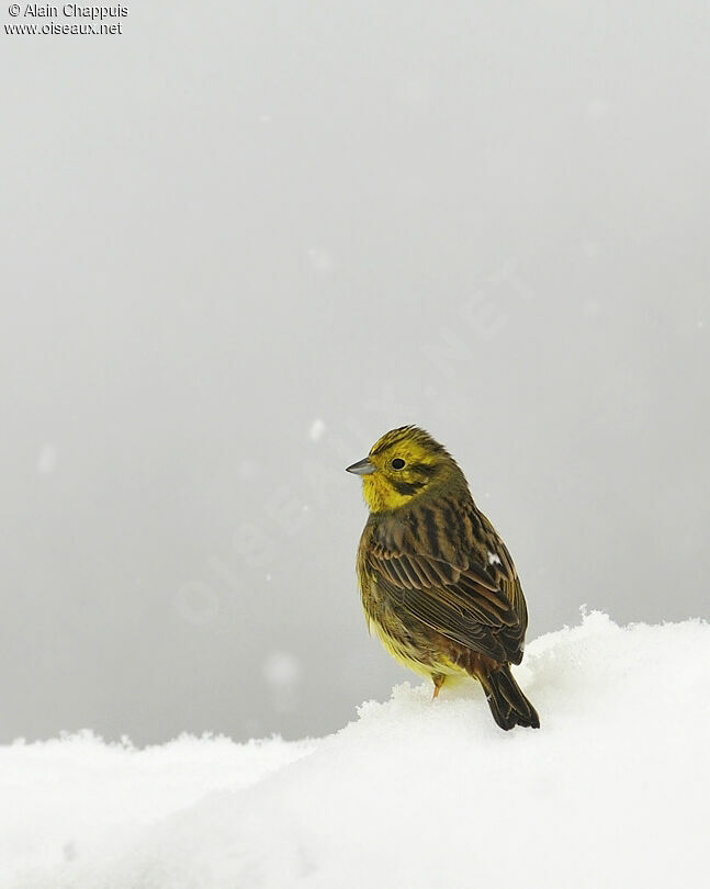 Yellowhammer male adult post breeding, identification, Behaviour