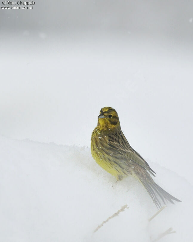 Yellowhammer male adult post breeding