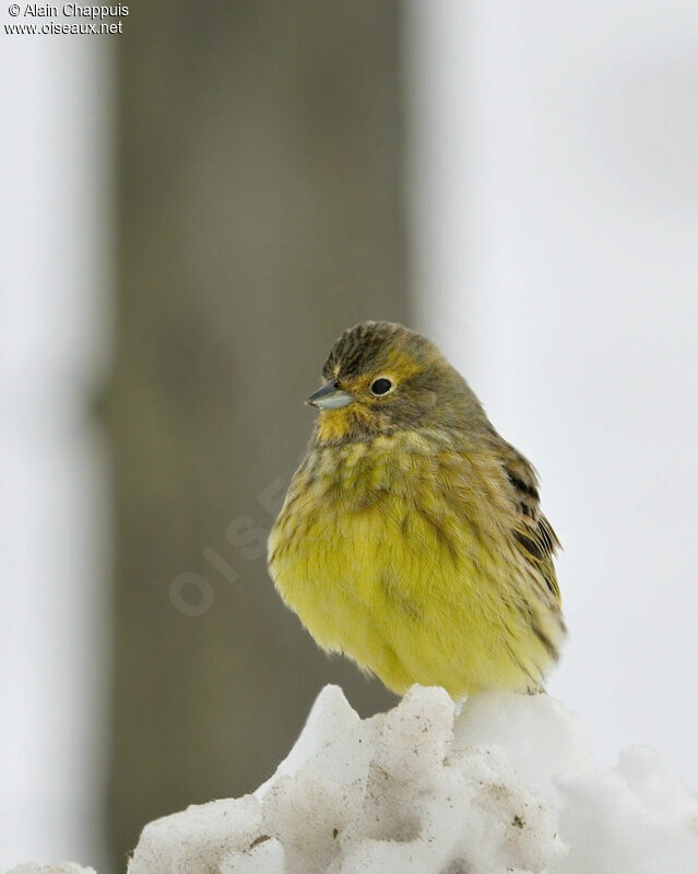 Yellowhammeradult post breeding, identification, Behaviour