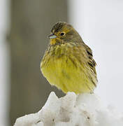 Yellowhammer