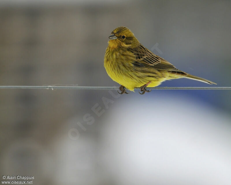 Yellowhammer male adult post breeding, identification, Behaviour