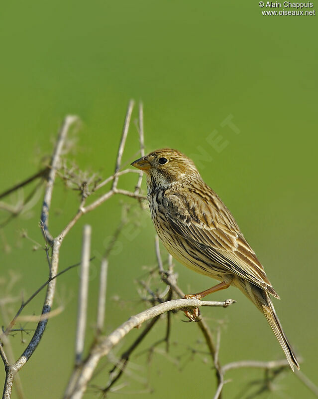 Corn Bunting male adult breeding, identification, Behaviour