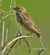 Corn Bunting