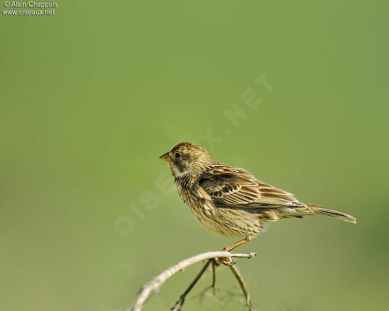 Corn Bunting male adult breeding, identification, Behaviour