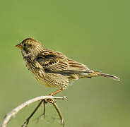 Corn Bunting