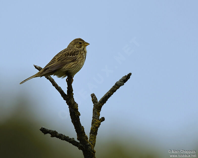 Corn Buntingadult, identification, Behaviour