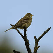 Corn Bunting