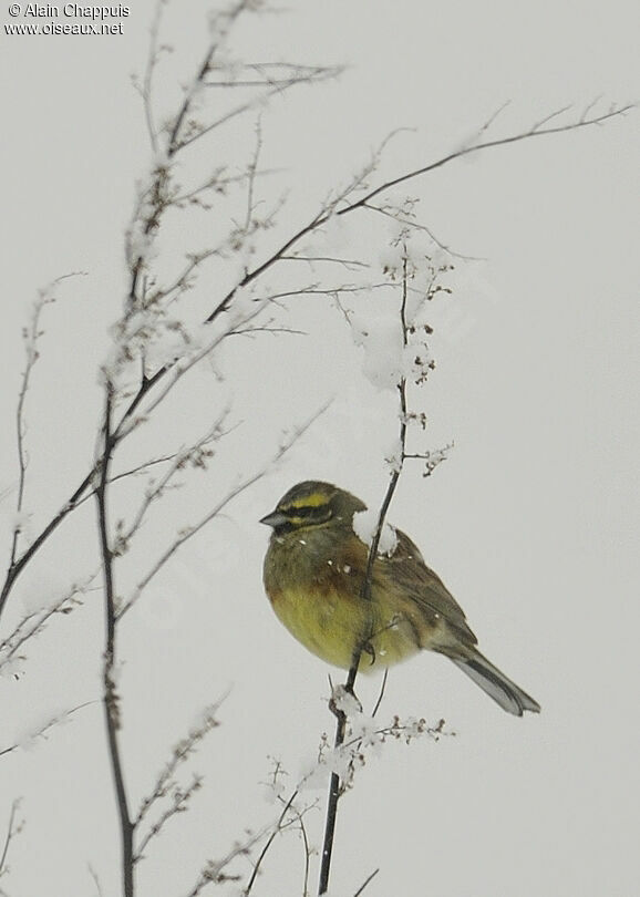 Cirl Bunting male adult post breeding, identification, Behaviour