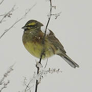 Cirl Bunting