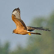 Montagu's Harrier