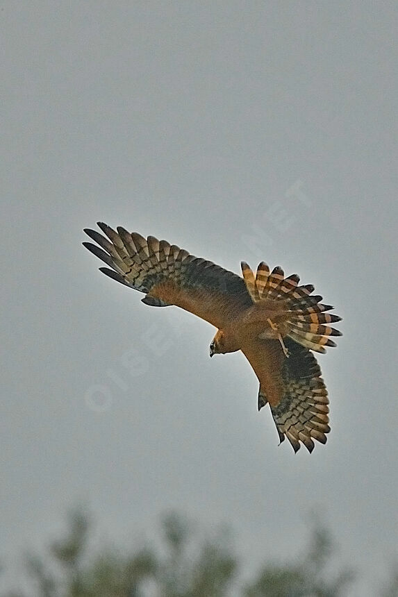 Montagu's Harrierimmature, identification, Flight, Behaviour