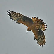 Montagu's Harrier