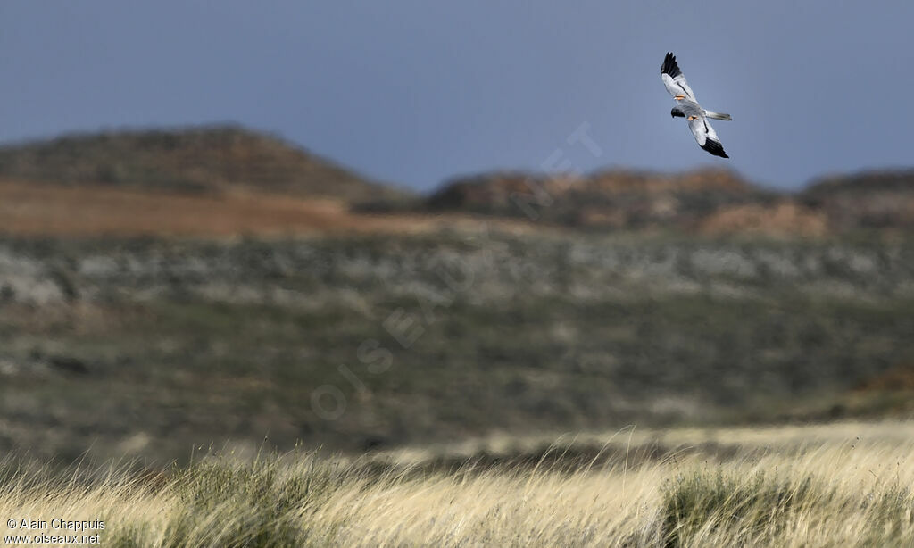 Montagu's Harrier male adult, identification, Flight, Behaviour