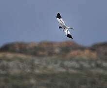 Montagu's Harrier