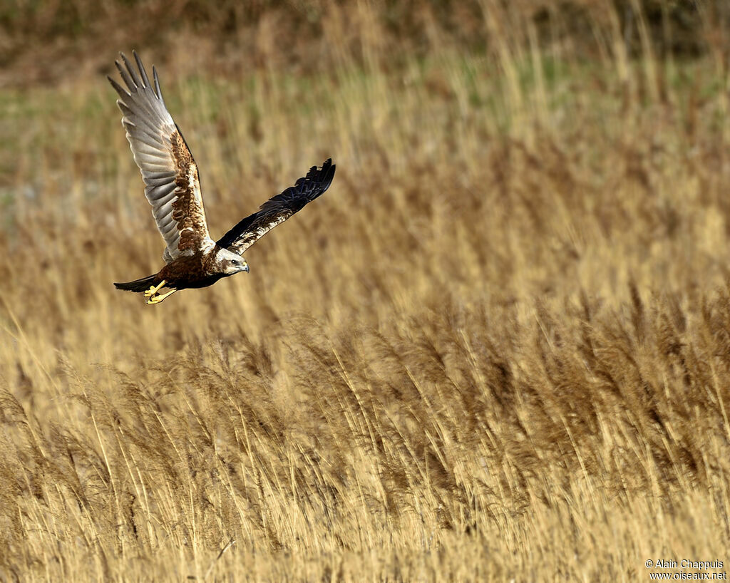 Western Marsh Harrier female adult, identification, Flight, Behaviour