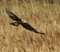 Western Marsh Harrier