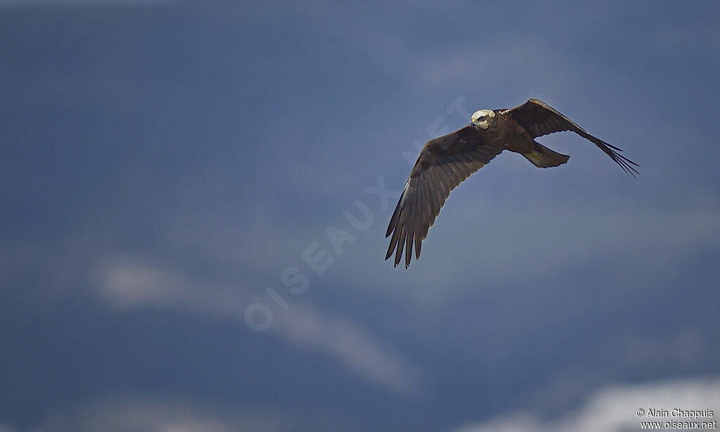 Western Marsh Harrier female adult, identification, Flight, Behaviour