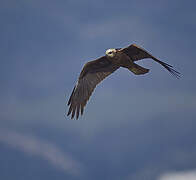 Western Marsh Harrier