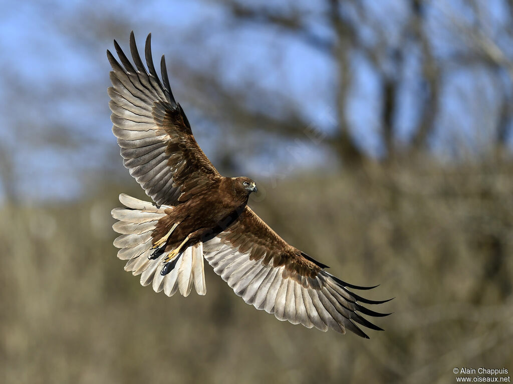 Western Marsh HarrierThird  year, identification, Flight, Behaviour