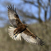 Western Marsh Harrier