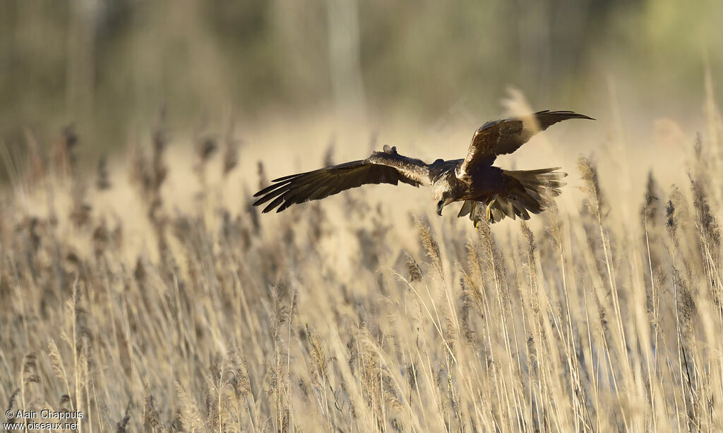 Western Marsh HarrierThird  year, identification, Flight, Behaviour