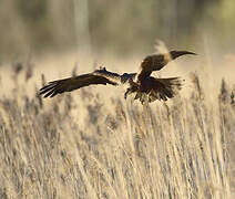 Western Marsh Harrier