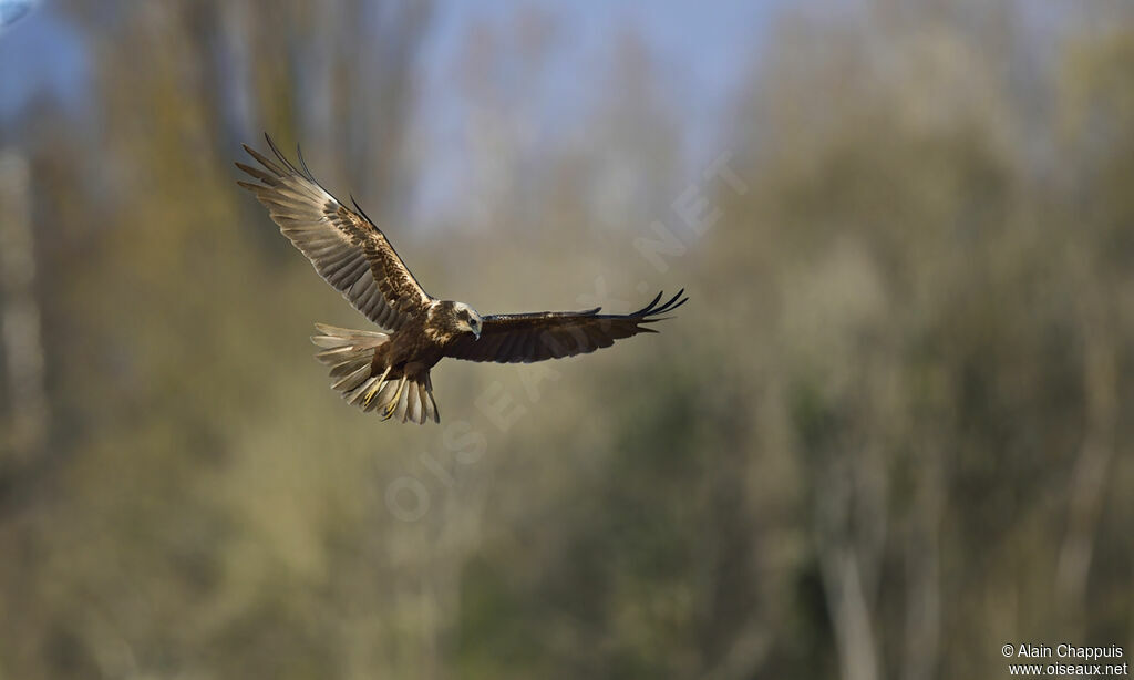 Western Marsh HarrierThird  year, identification, Flight, Behaviour