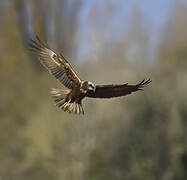 Western Marsh Harrier