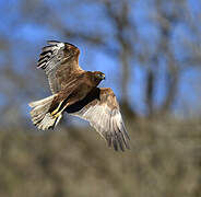 Western Marsh Harrier