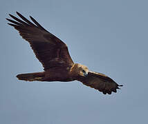 Western Marsh Harrier