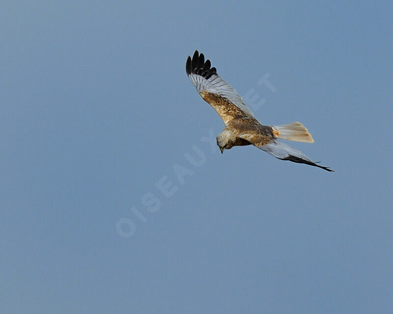 Western Marsh Harrier male adult breeding, identification, Flight, Behaviour