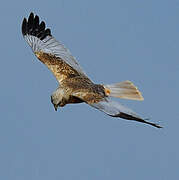 Western Marsh Harrier