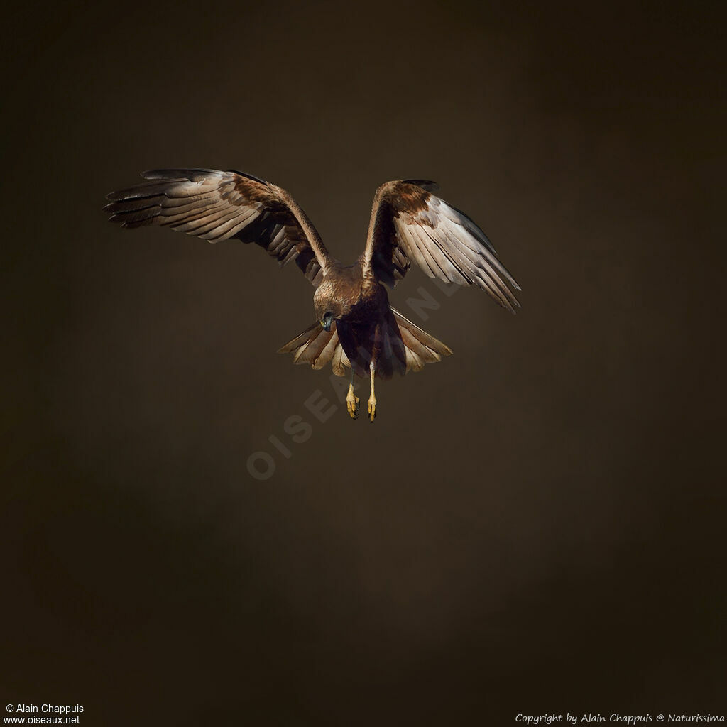 Western Marsh Harrier female adult post breeding, identification, close-up portrait, habitat, fishing/hunting