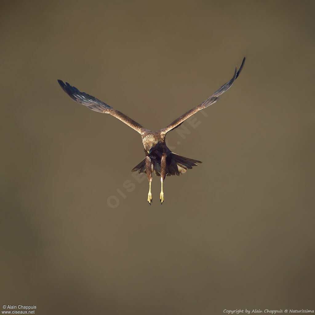 Busard des roseaux femelle adulte, identification, portrait, habitat, pêche/chasse