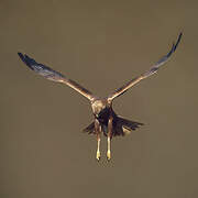 Western Marsh Harrier