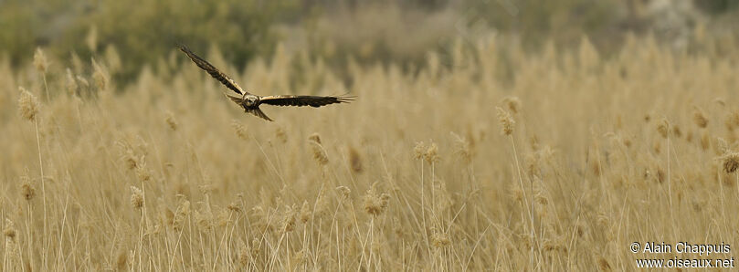 Western Marsh Harrier female adult breeding, identification, Flight, Behaviour