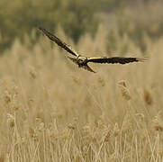 Western Marsh Harrier