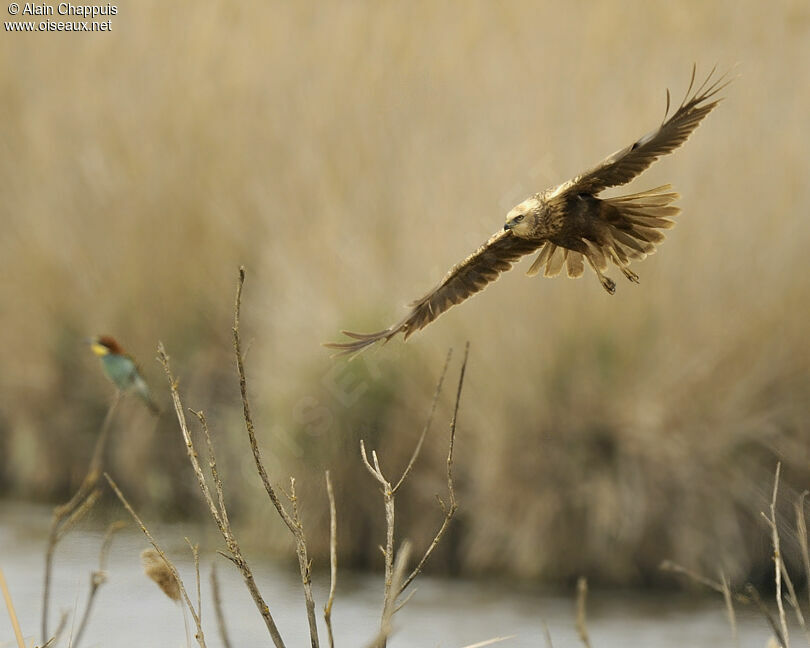 Western Marsh Harrier female adult breeding, identification, Flight, Behaviour