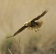 Western Marsh Harrier