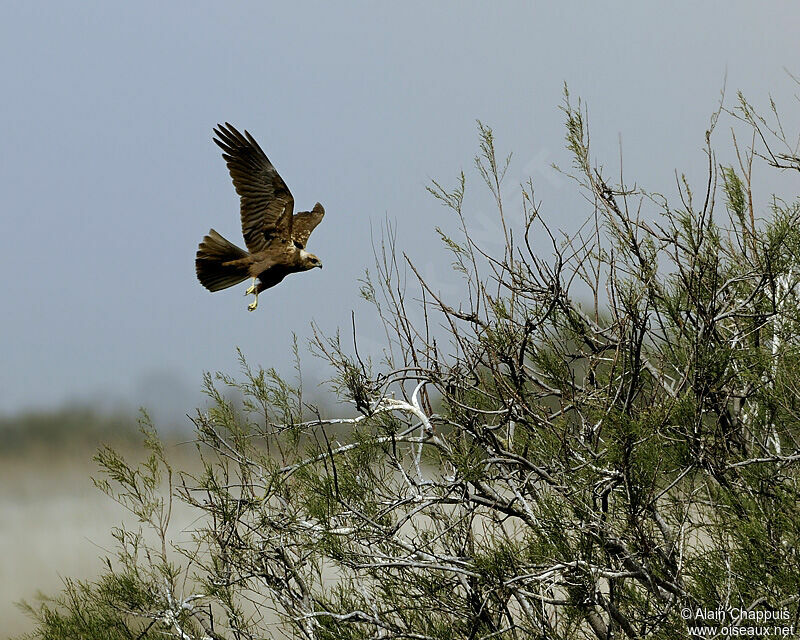 Western Marsh Harrier female immature, identification, Flight, Behaviour